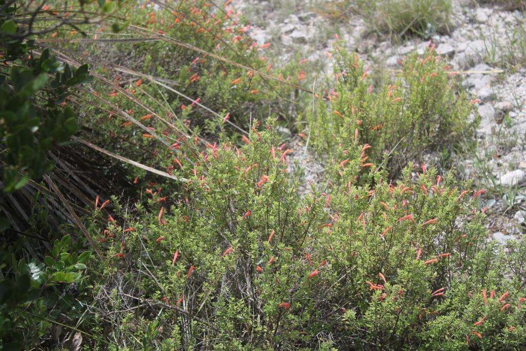 Poliomintha longiflora A. Gray的圖片