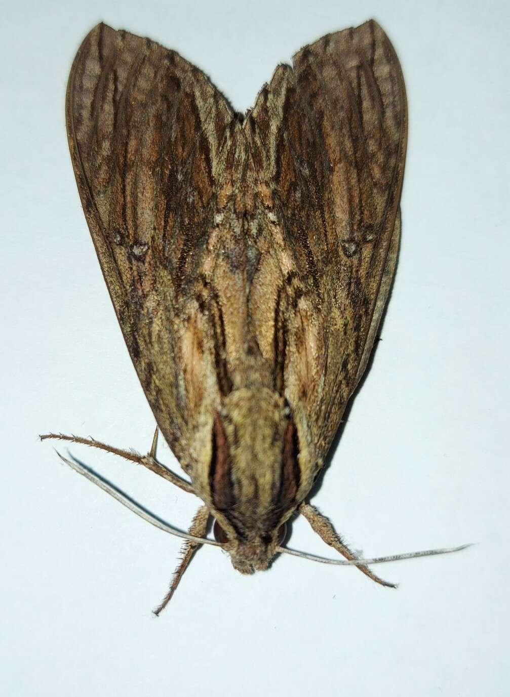 Lintneria merops (Boisduval 1870)的圖片