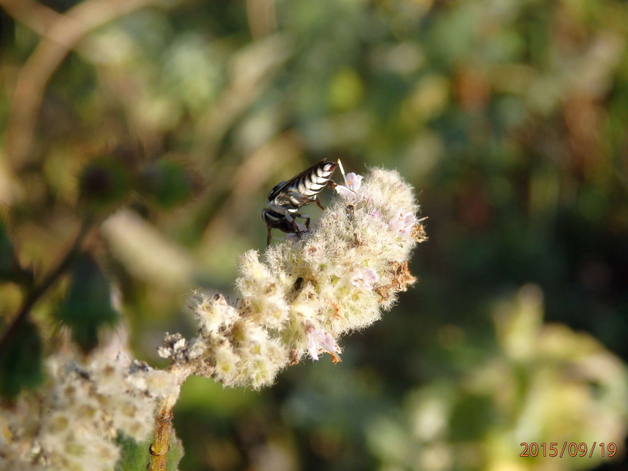 Image of Coelioxys afra Lepeletier 1841