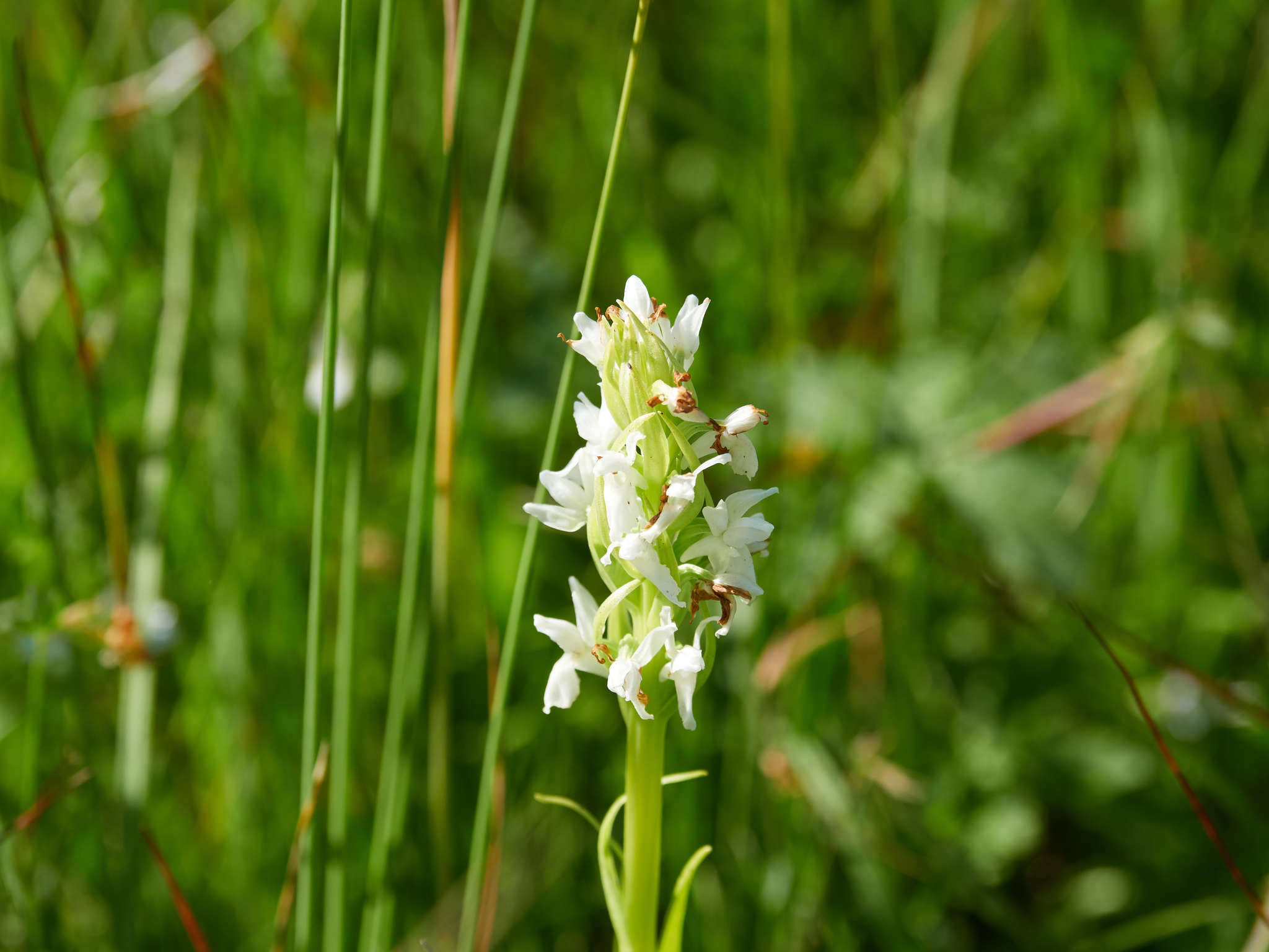 Dactylorhiza incarnata subsp. ochroleuca (Wüstnei ex Boll) P. F. Hunt & Summerh. resmi