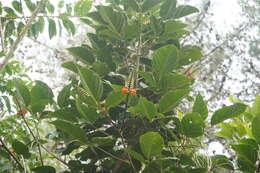 Plancia ëd Erythrina edulis Micheli