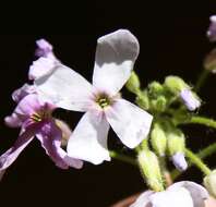 Image of Hesperis sylvestris Crantz