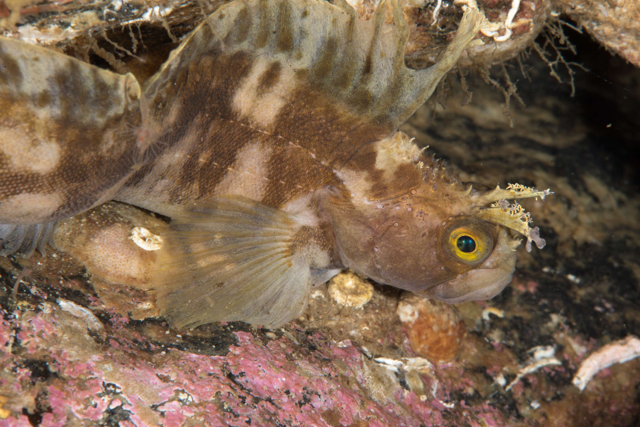 Image of Atlantic warbonnet