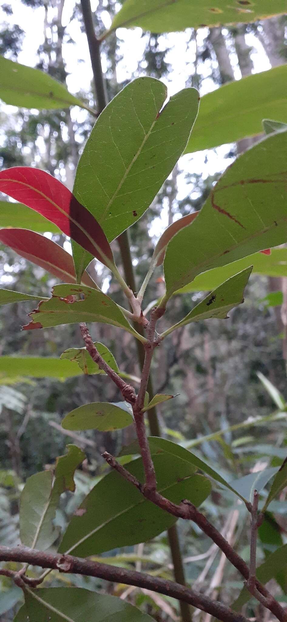 Pleioluma queenslandica (P. Royen) Swenson resmi