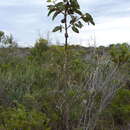 Imagem de Eucalyptus brandiana Hopper & Mc Quoid