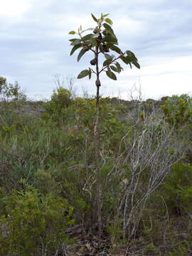 Image of Eucalyptus brandiana Hopper & Mc Quoid