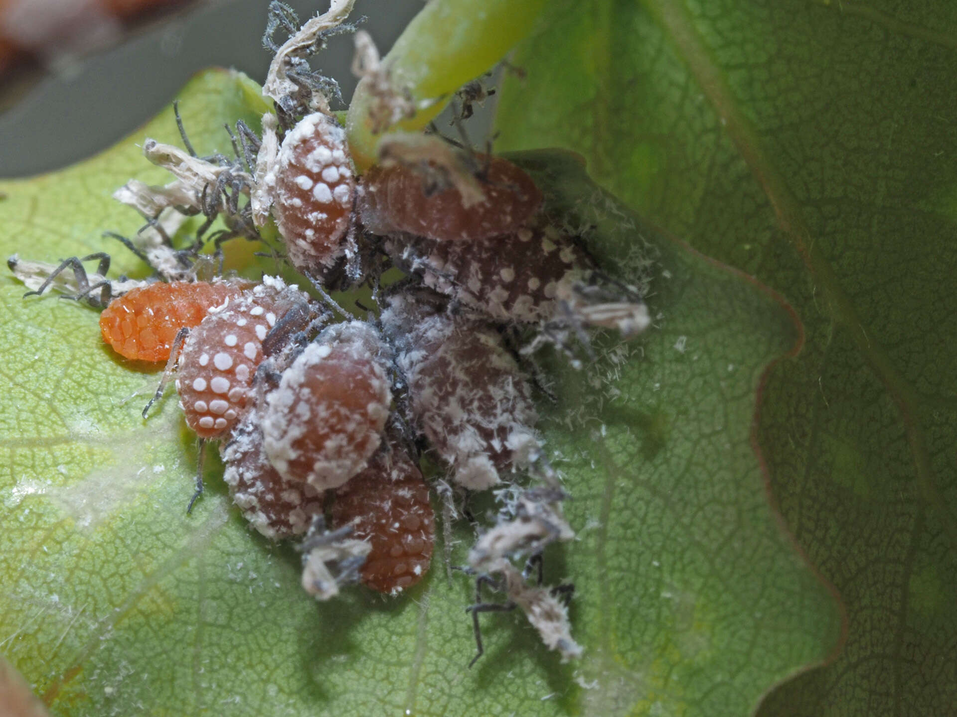 Image of Pachypappa tremulae (Linnaeus 1761)