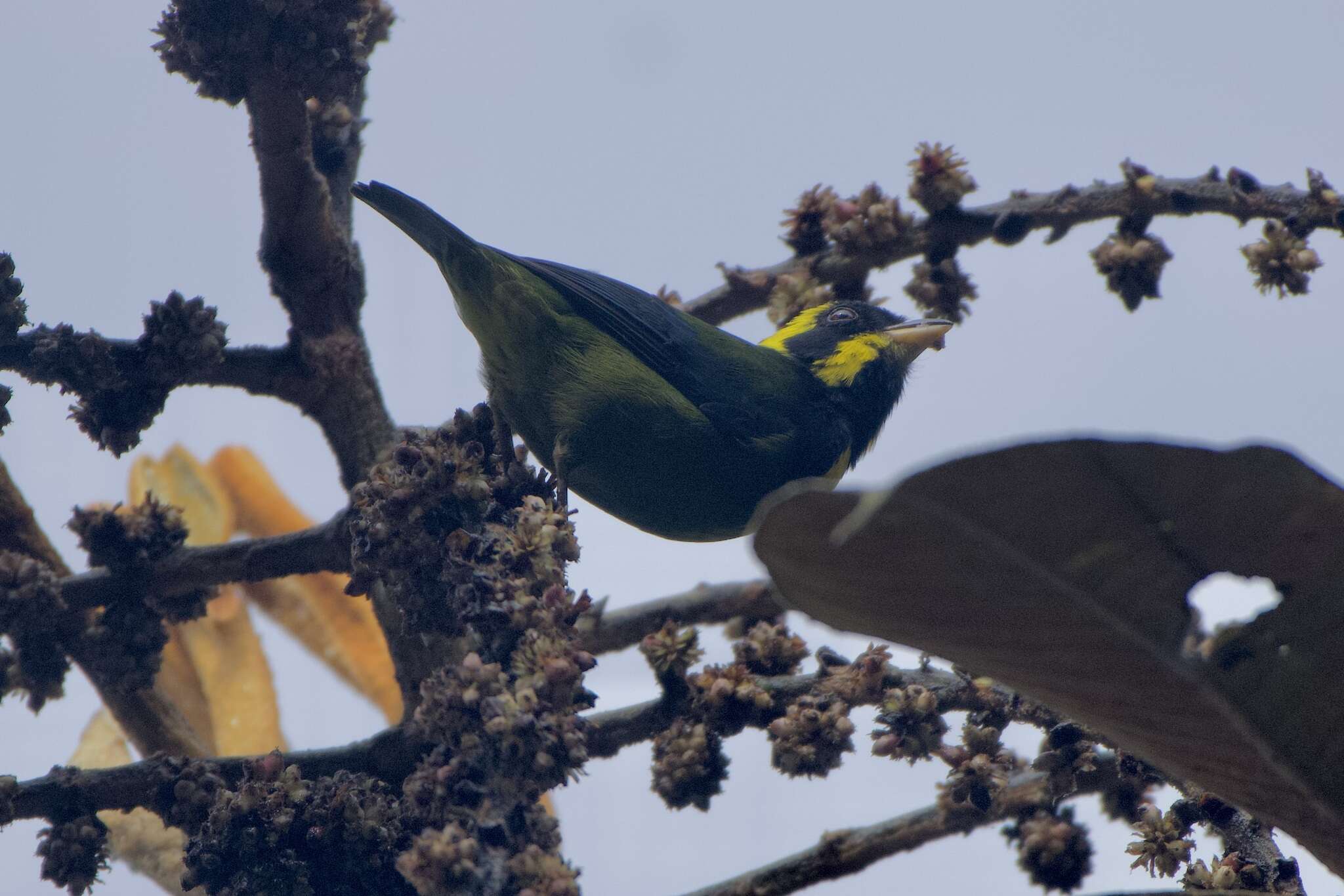 Image of Gold-ringed Tanager