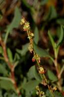 Rumex roseus L. resmi