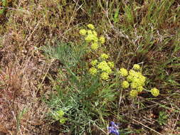 Imagem de Lomatium triternatum var. brevifolium (Coult. & Rose) Mathias