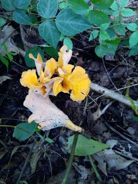 Image of Cantharellus flavolateritius Buyck & V. Hofst. 2016