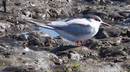 Image of Common Tern