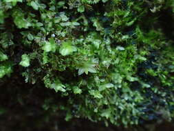 Image of stellar calcareous moss