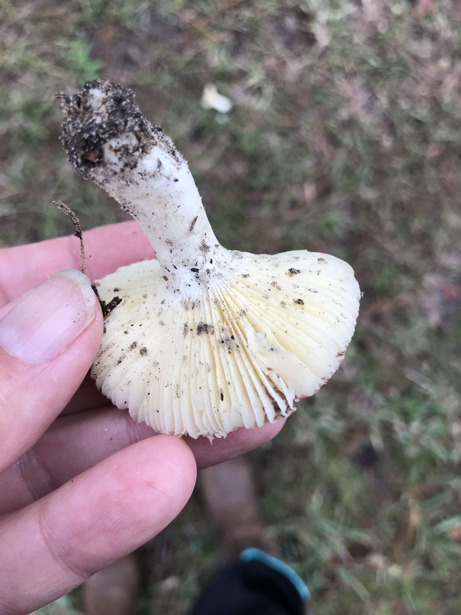 Image of Russula silvicola Shaffer 1975