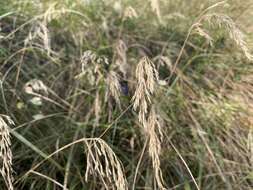 Image de Calamagrostis cainii Hitchc.