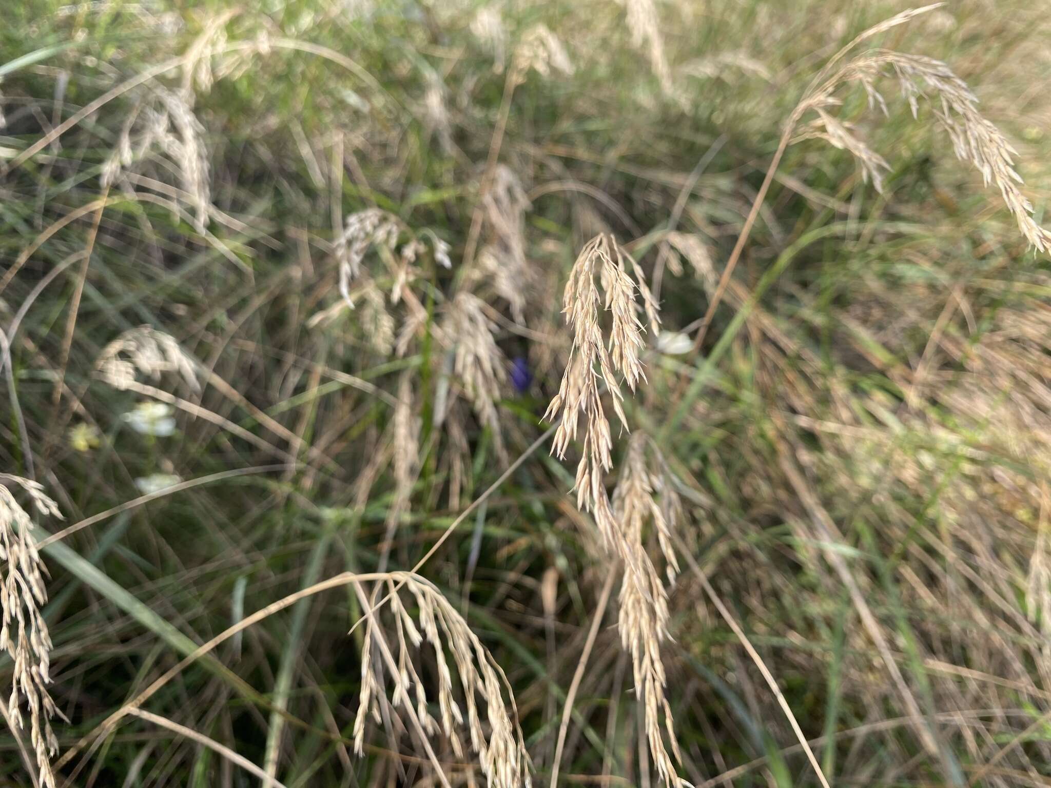 Image de Calamagrostis cainii Hitchc.