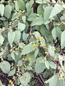 Image of Waltheria ovata Cav.