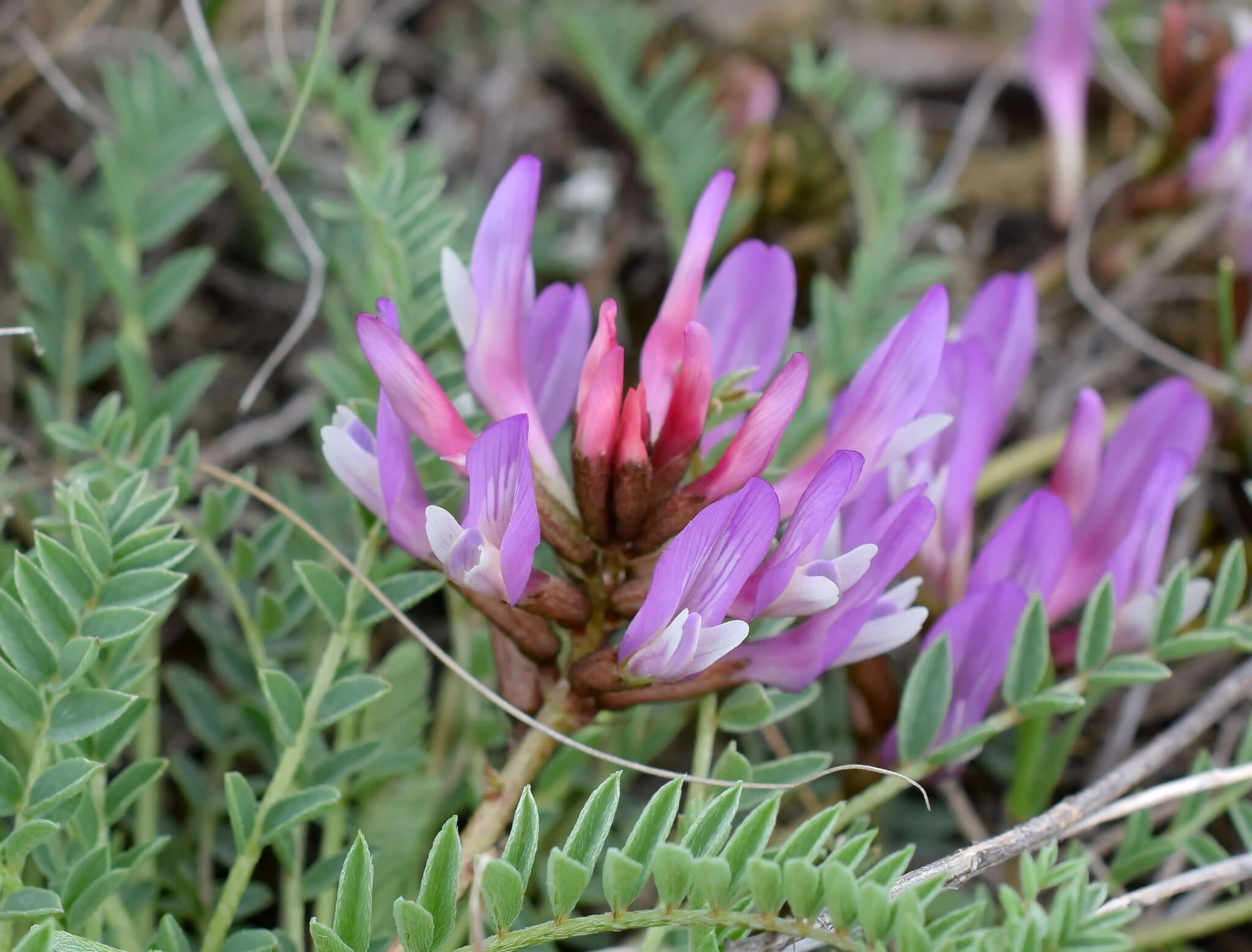 Imagem de Astragalus physodes subsp. physodes