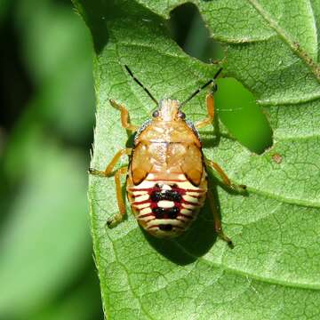 Image of Spined Soldier Bug