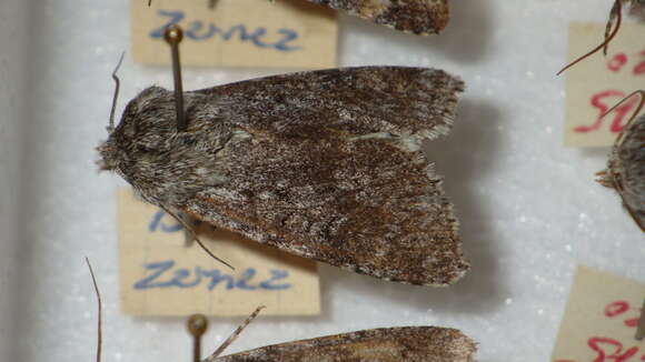 Image of sweet gale moth