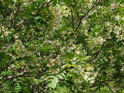 Imagem de Sorbus tianschanica Rupr.