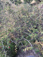 Plancia ëd Mimosa aculeaticarpa Ortega