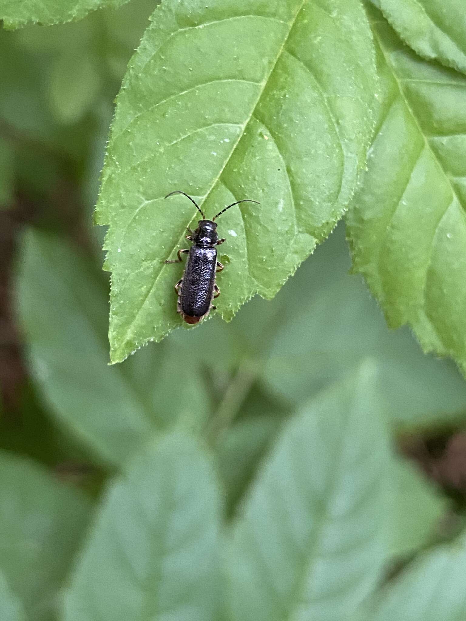 Image of Cantharis paludosa Fallén 1807