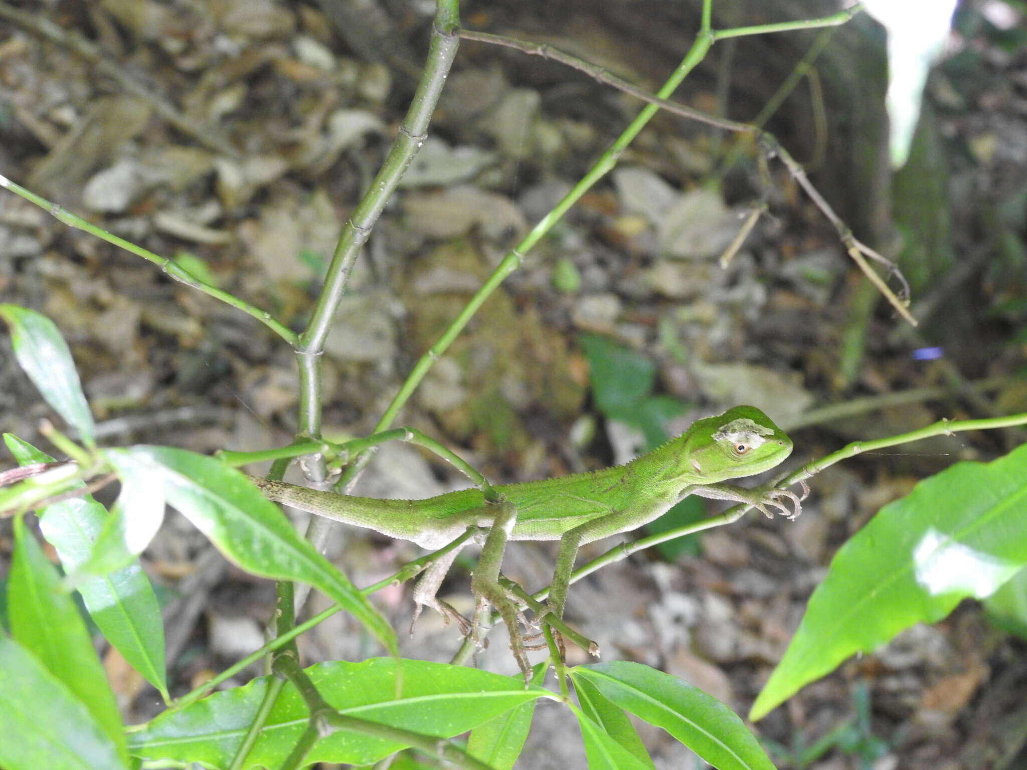 Image of Ihering's fathead anole