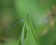 Image of Turquoise Bluet