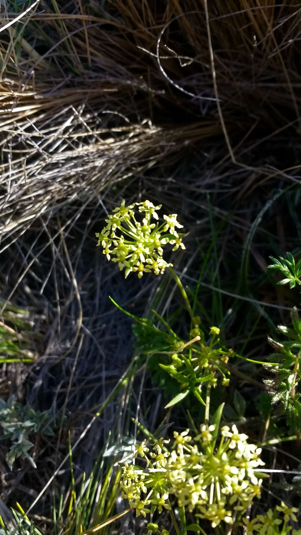 Image of Azorella acaulis (Cav.) Drude