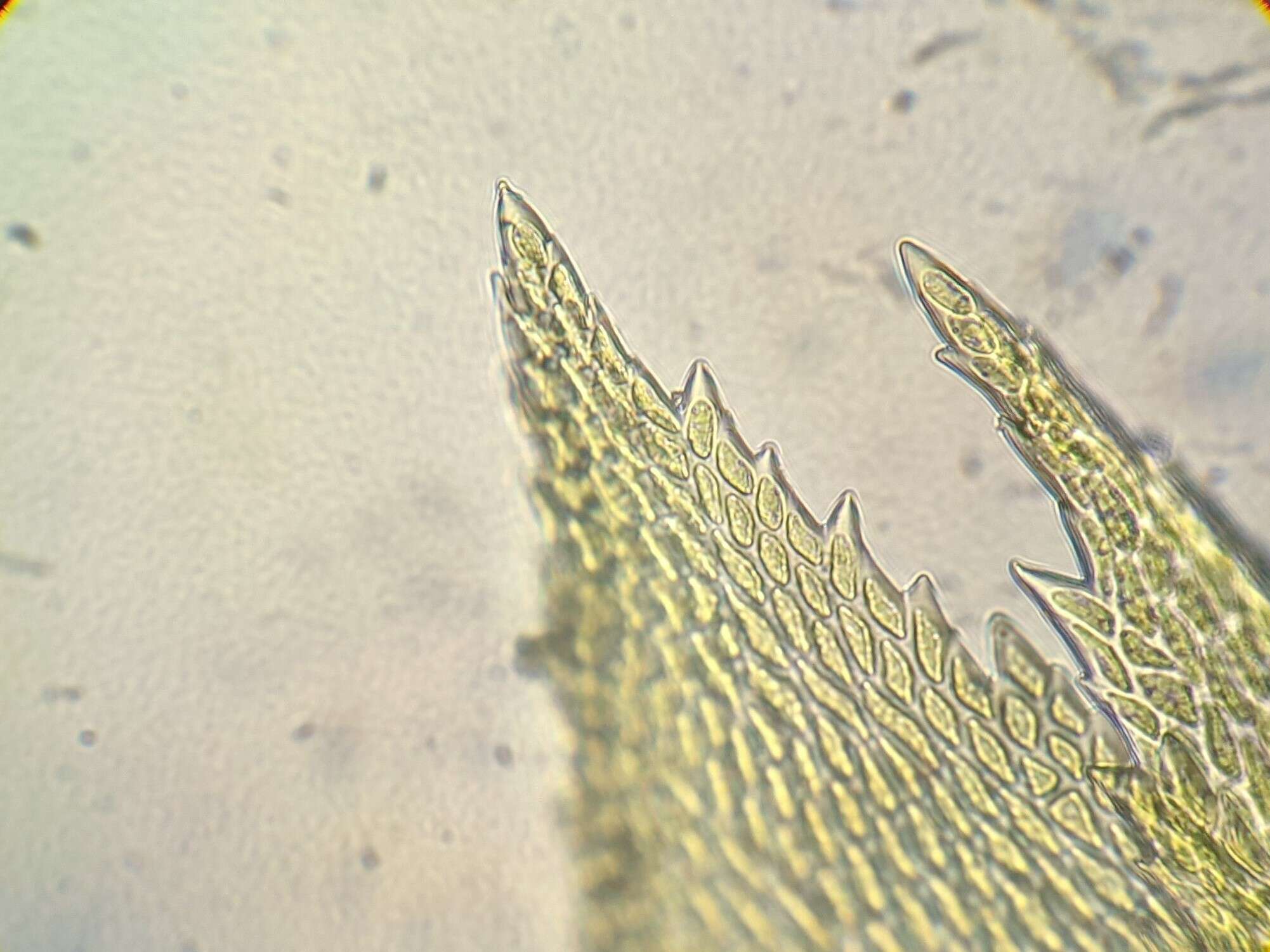 Слика од Scleropodium touretii L. F. Koch 1949