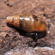 Image of Three-toothed Moss Snail