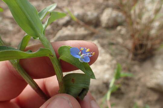 Слика од Commelina caroliniana Walter