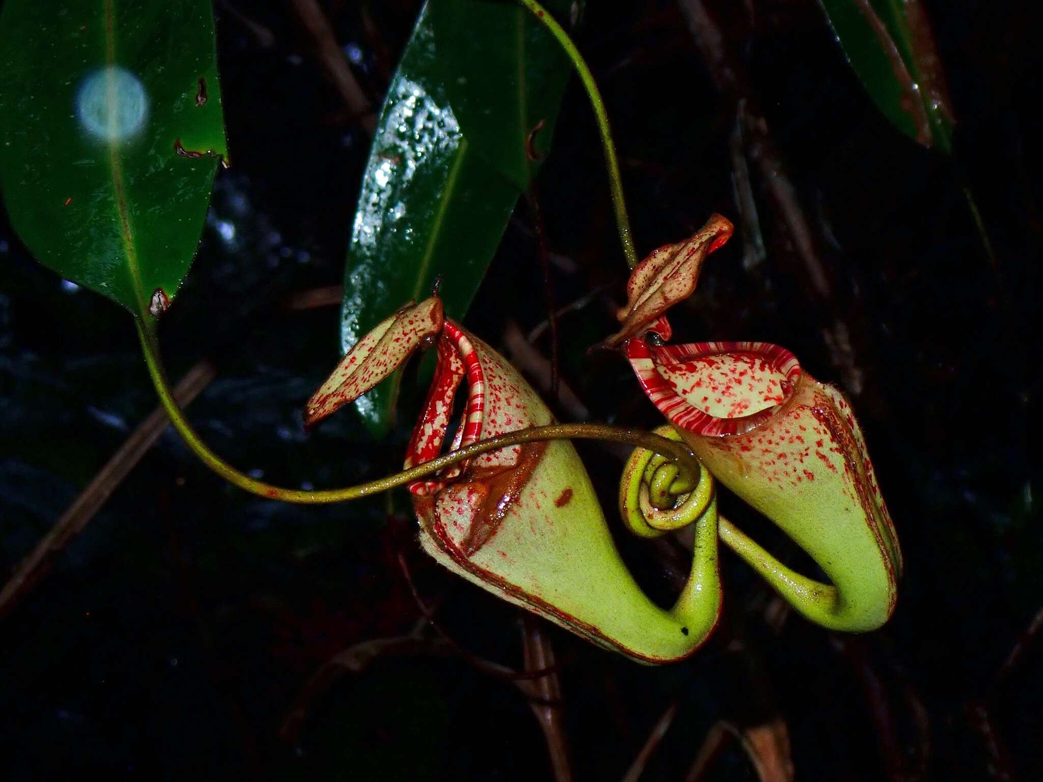 Слика од Nepenthes burbidgeae Hook. fil. ex Burb.