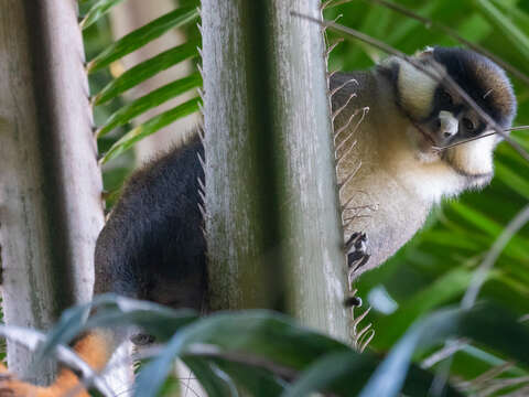 Cercopithecus ascanius (Audebert 1799) resmi