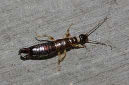 Image of Ringlegged earwig