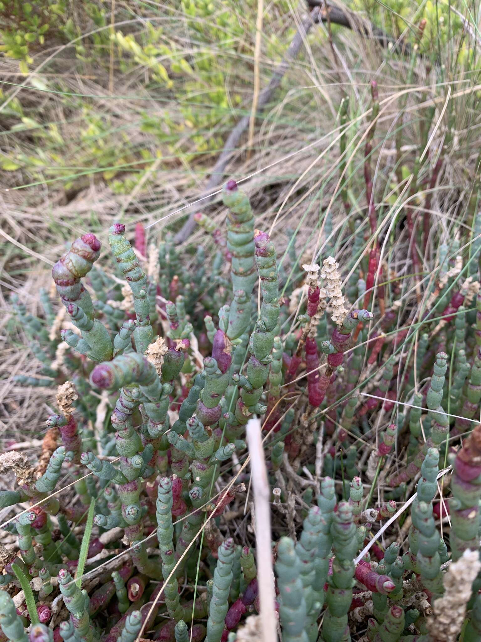 Image of Salicornia blackiana Ulbr.