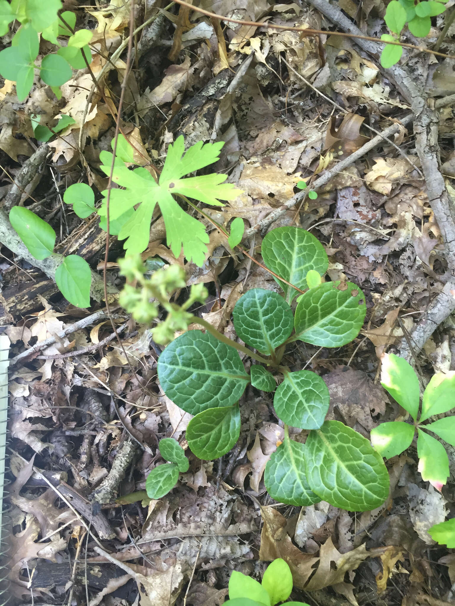 Image of American wintergreen