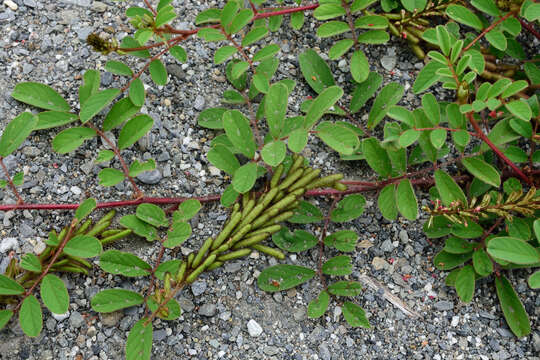 Image of roughhairy indigo