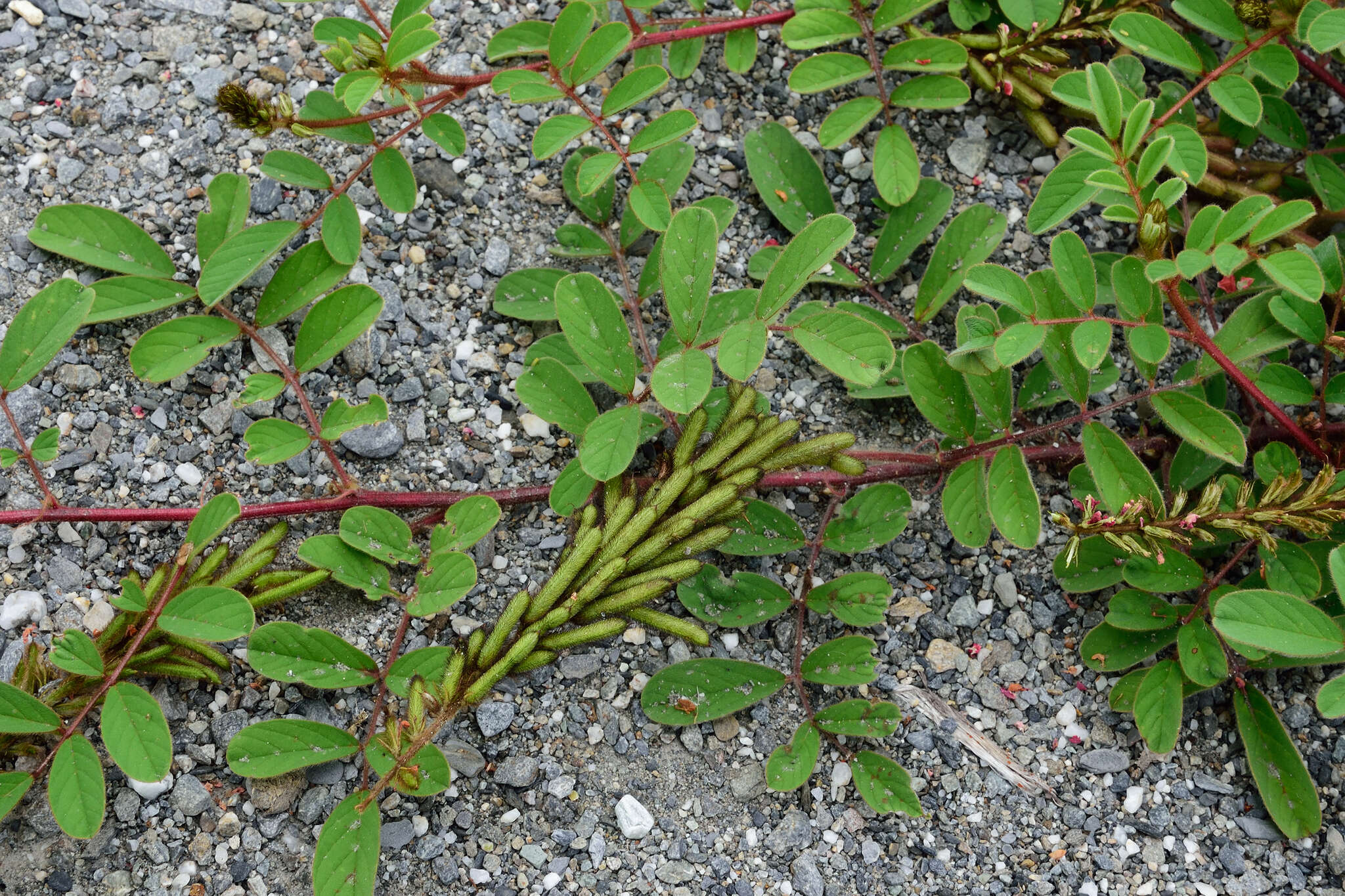 Sivun Indigofera hirsuta L. kuva