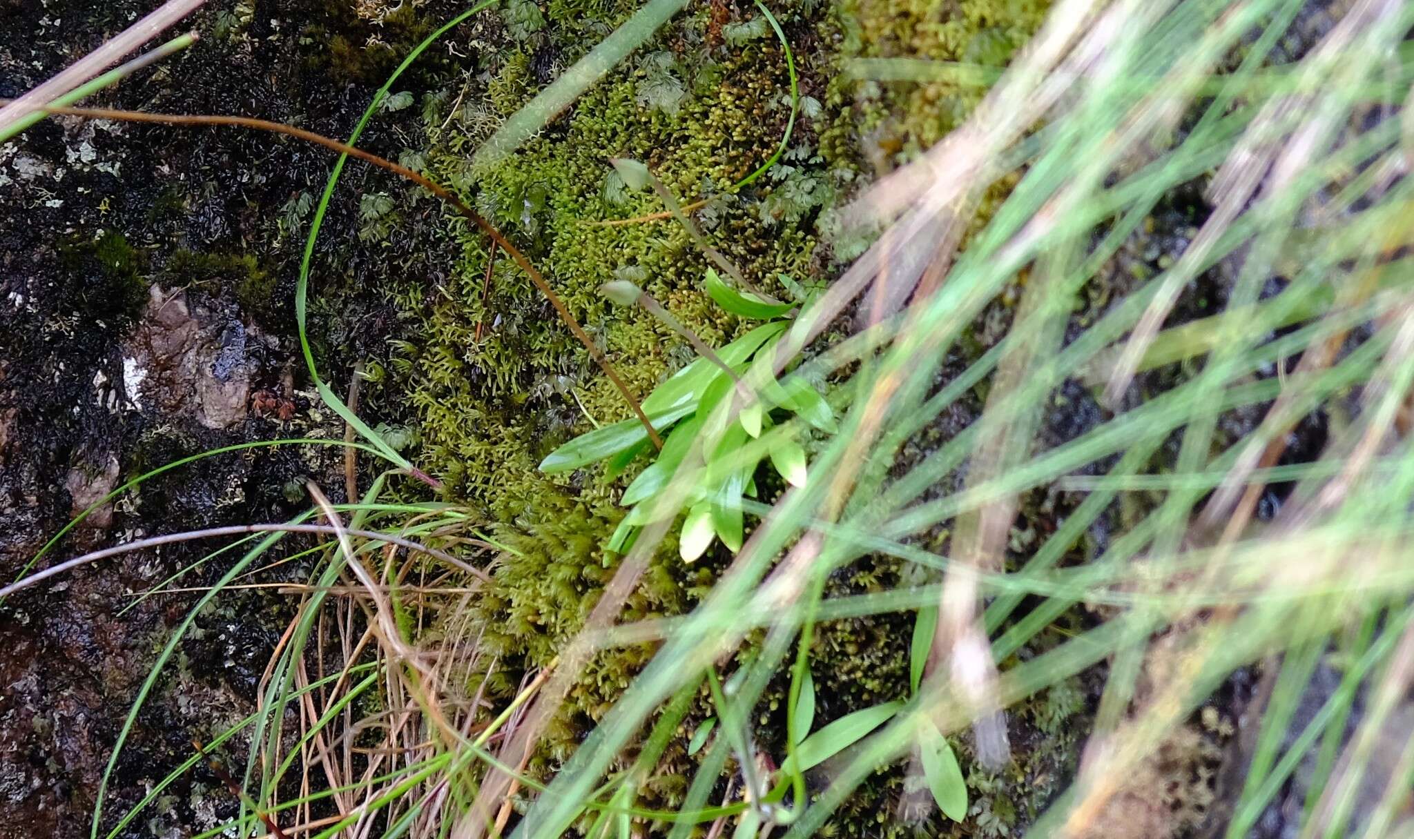 Image of Disa longicornu L. fil.