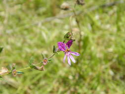 Image of Sticky Waxweed