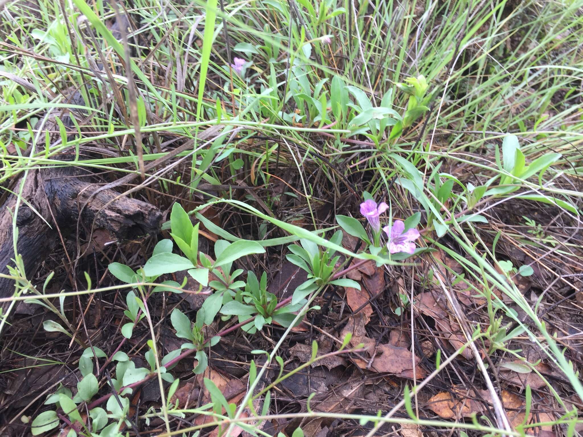 Sivun Dyschoriste decumbens (A. Gray) Kuntze kuva