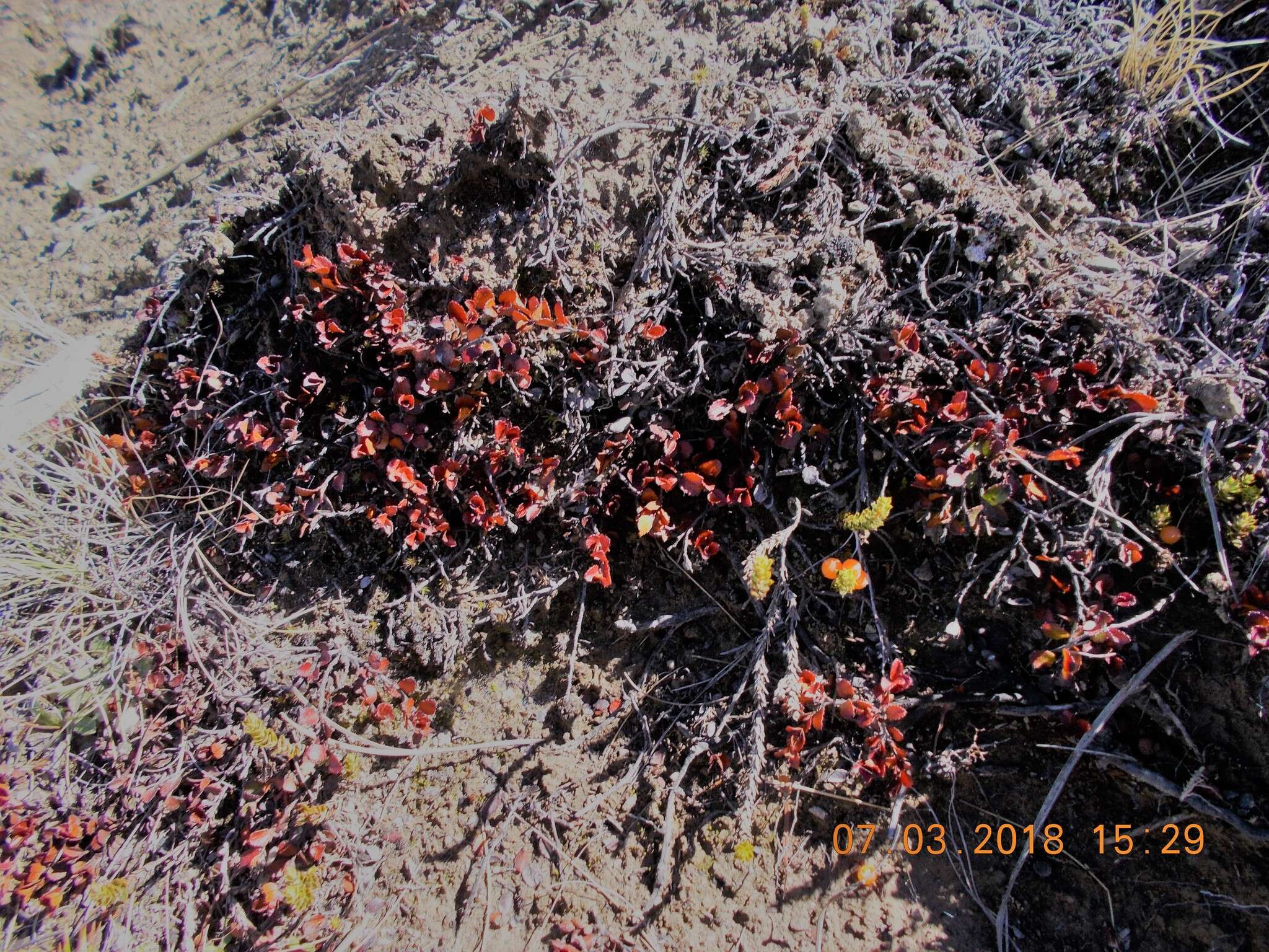 Image of Gaultheria depressa Hook. fil.