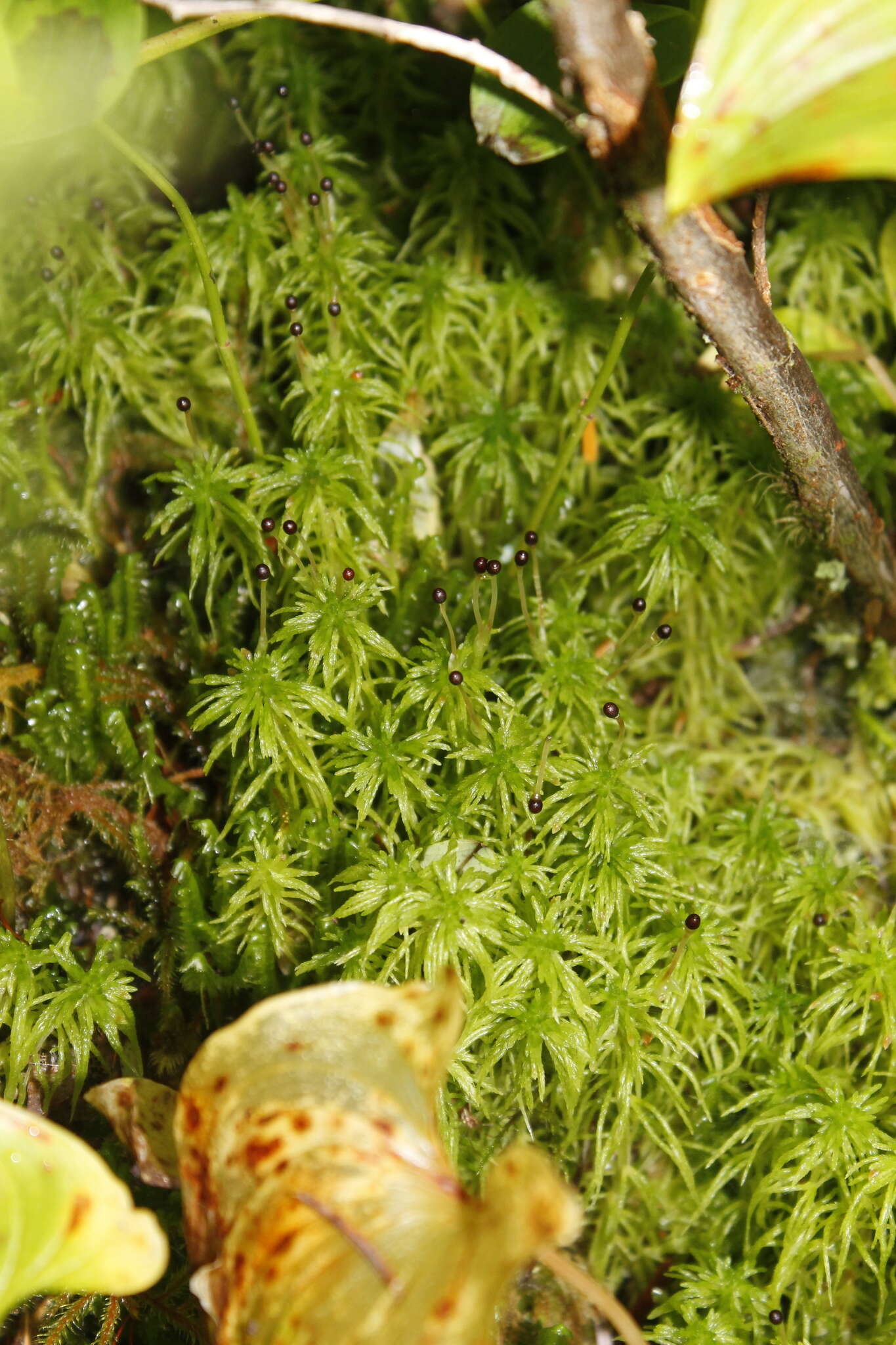 Imagem de Sphagnum rubiginosum Flatberg 1993