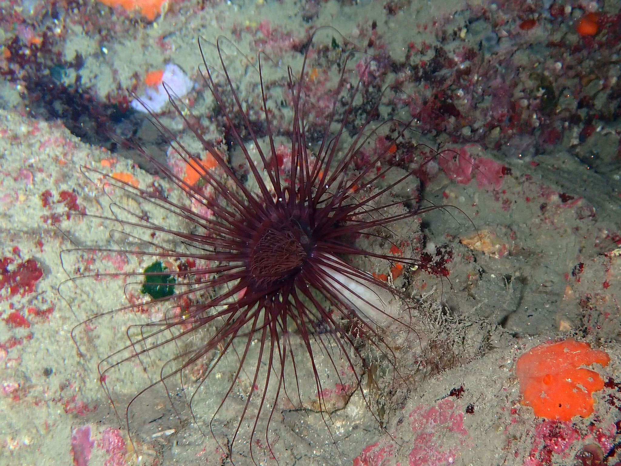 Image of Mediterranean cerianthid