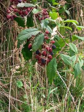 Image de Rubus urticifolius Poir.