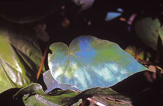 Image of Peacock Begonia