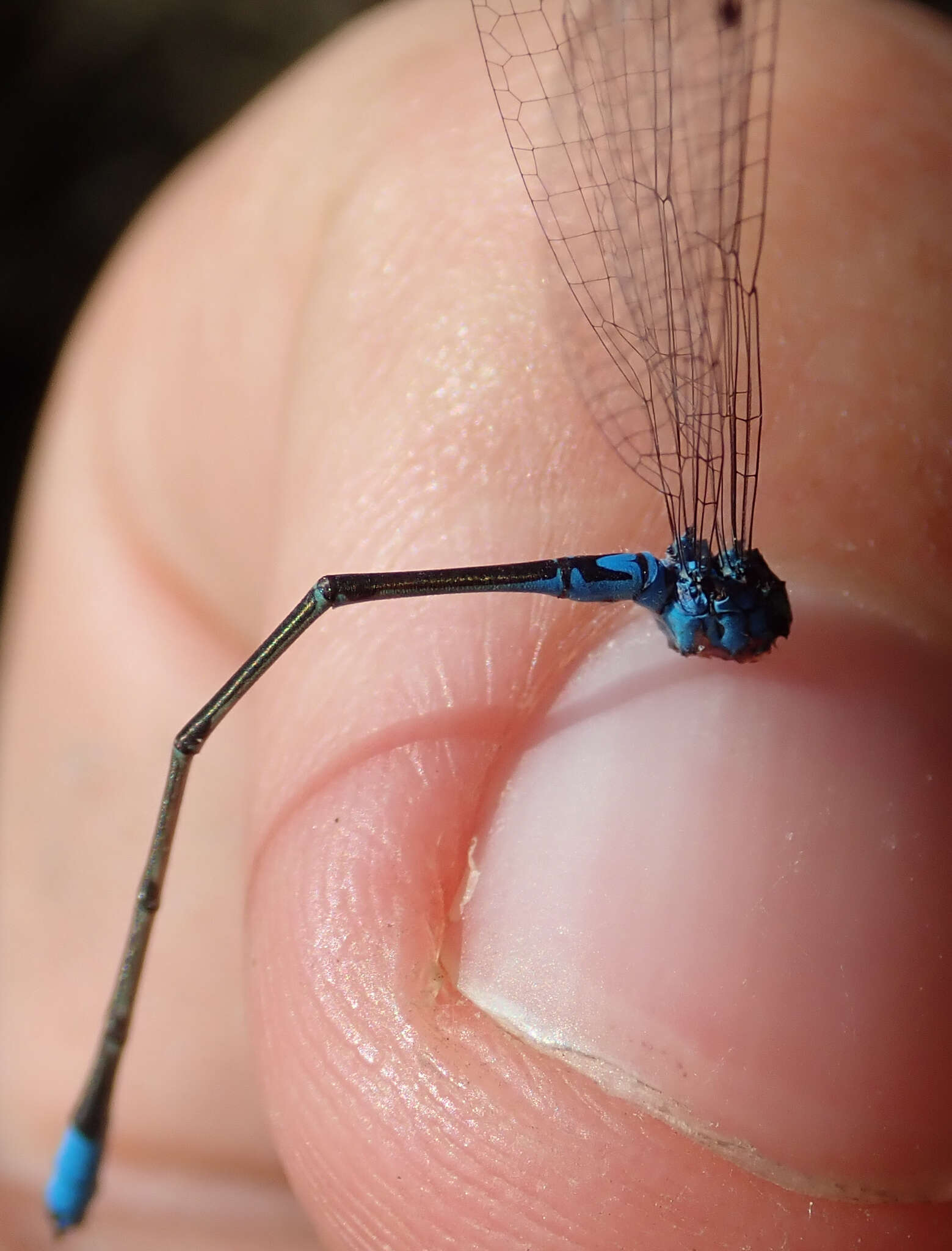 Image of Catshead Sprite