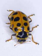 Image of 13-spot ladybird